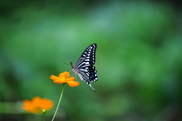 Jak zwabić motyle o ogrodu? Porady ekspertów