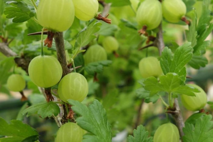 Przycinanie agrestu – jak i kiedy to robić?