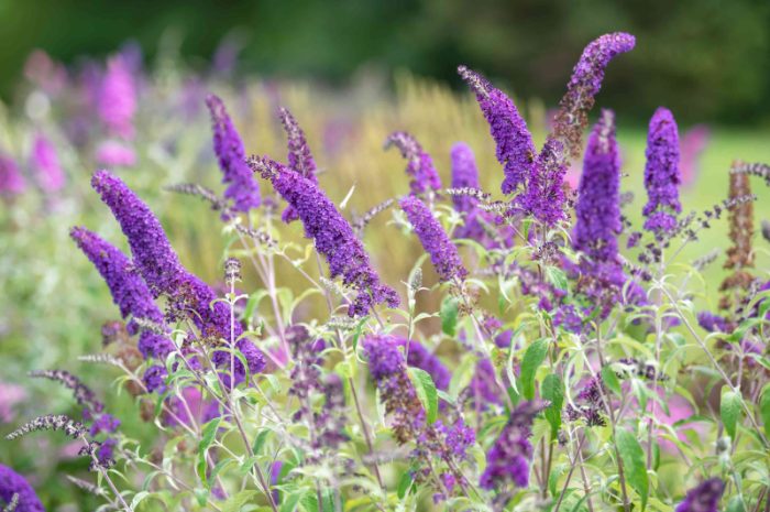 Przycinanie budlei – jak i kiedy to robić?