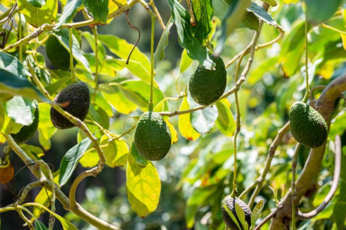 Przycinanie awokado – jak i kiedy to robić?