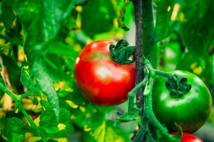 Przycinanie pomidorów – jak i kiedy to robić?