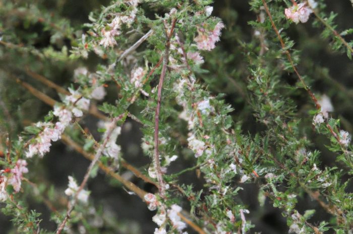 Abelia – dekoracyjny krzew o ładnym pokroju. Co warto o nim wiedzieć?