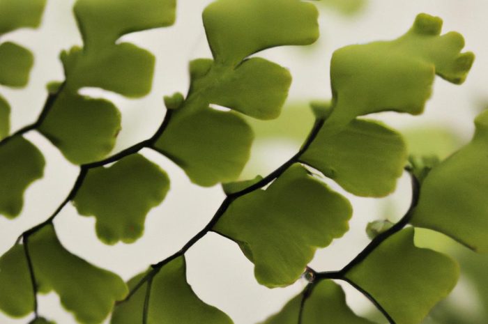 Adiantum – paproć o niemoknących liściach. Zasady uprawy