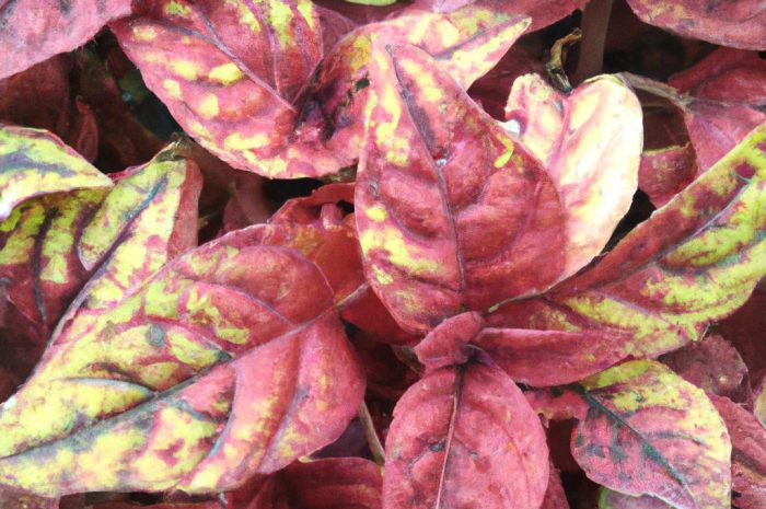 Afelandra – jak uprawiać tę roślinę?