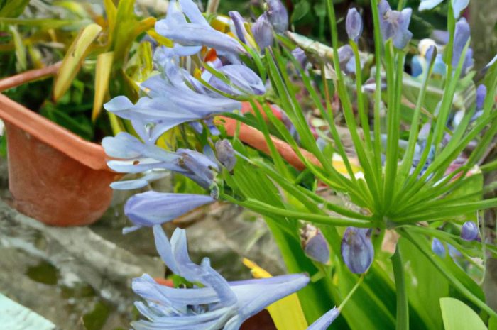 Agapant – roślina o ciekawych kwiatach. Uprawa na tarasie w donicy