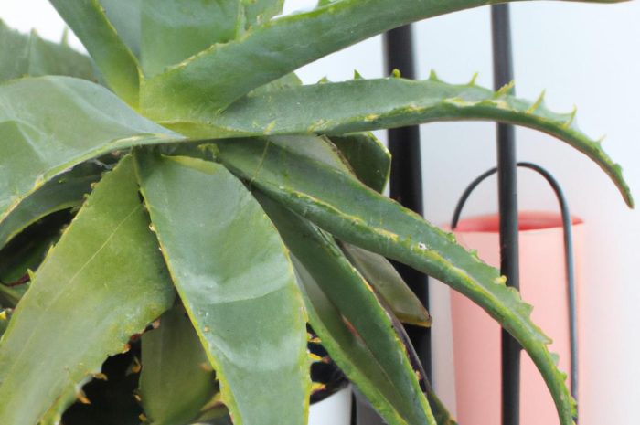 Agawa – łatwa w uprawie roślina do domu i ogrodu