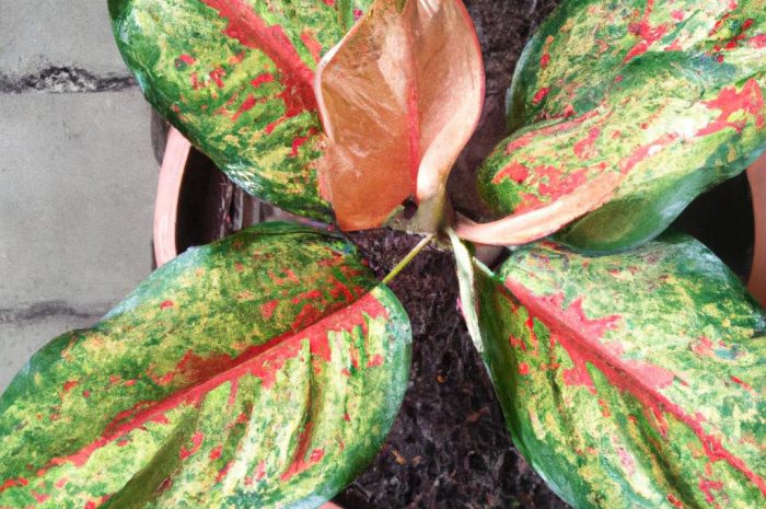 Aglaonema – piękna i łatwa w uprawie roślina tropikalna na twój parapet