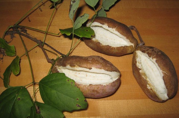 Akebia pięciolistkowa – uprawa czekoladowego pnącza