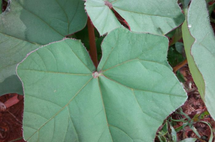 Aksamitka wąskolistna – uprawa i najważniejsze informacje