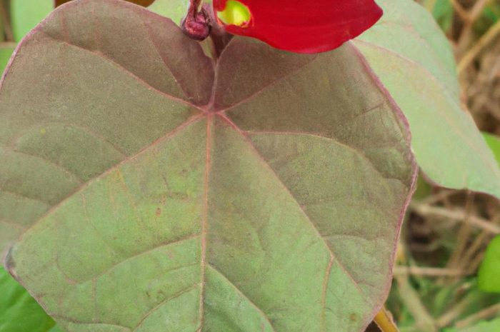 Aksamitka wzniesiona – kolorowa roślina ozdobna. Jak uprawiać ją w ogrodzie?