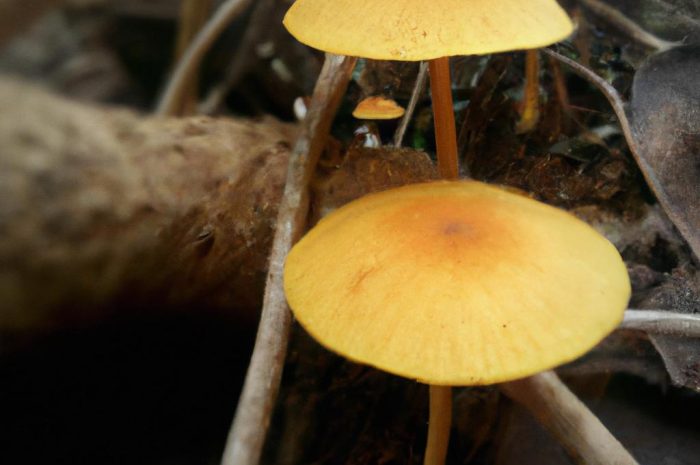 Aksamitka złota – Phaeolepiota aurea – niejadalny grzyb z rodziny pieczarkowatych