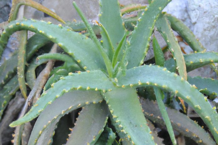 Aloes Drzewiasty (Aloe Arborescens)