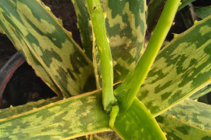 Aloes tygrysi (Aloe variegata) – najważniejsze informacje