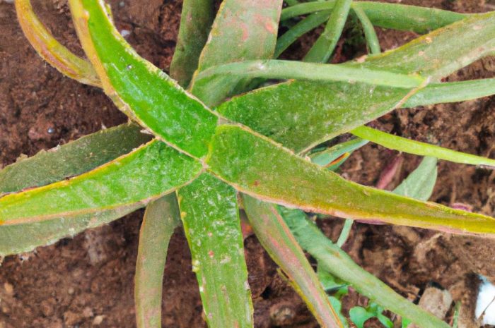 Aloes – roślina o oryginalnej urodzie i leczniczych właściwościach