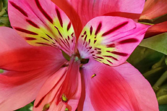 Alstremeria – egzotyczna lilia Inków w uprawie amatorskiej