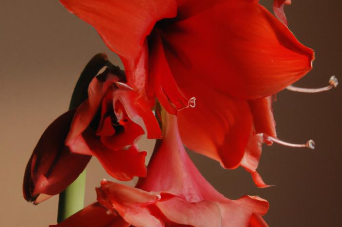 Amarylis – jak go uprawiać i jak odpowiednio dbać o tę roślinę?