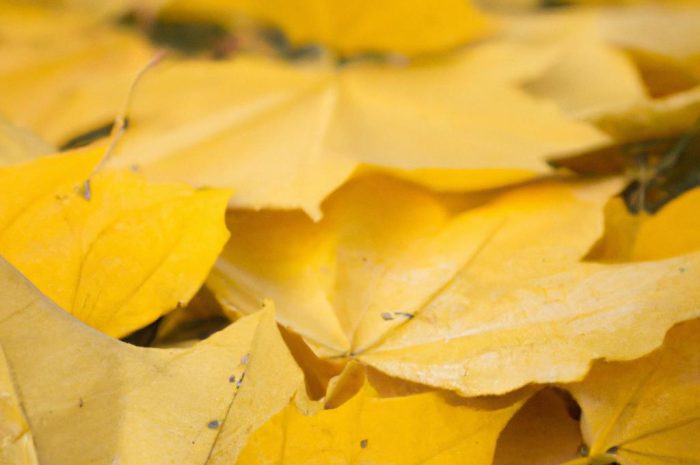 Ambrowiec amerykański – symbol jesieni zza oceanu. Uprawa, zastosowanie w ogrodzie, najpiękniejsze odmiany