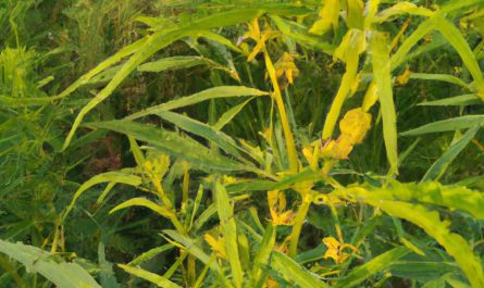Afelandra – jak uprawiać tę roślinę?