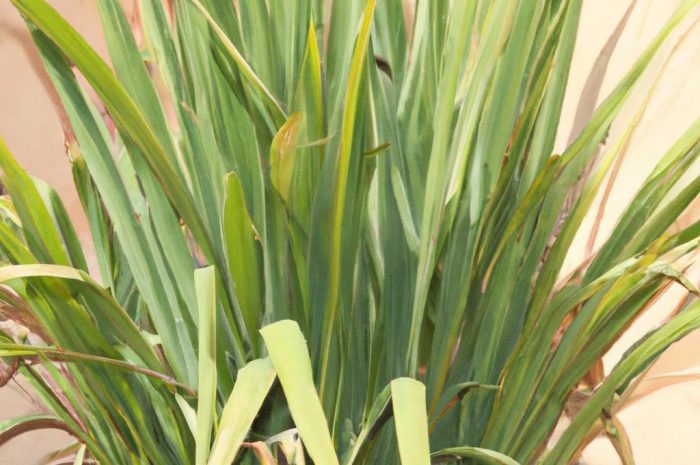 Aminek egipski – uprawa, pielęgnacja, działanie i zastosowanie rośliny leczniczej!