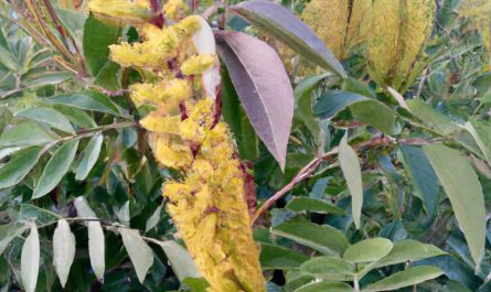Agapant – roślina o ciekawych kwiatach. Uprawa na tarasie w donicy