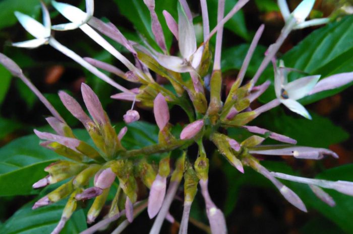 Amsonia – intrygujący kwiat ozdobny