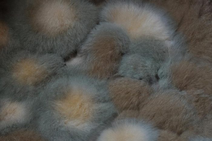 Antraknoza i szara pleśń – poznaj skuteczne metody zwalczania