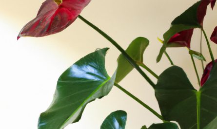 Agapant – roślina o ciekawych kwiatach. Uprawa na tarasie w donicy