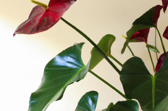 Anturium Andreego – ta roślina doniczkowa upiększy twoje mieszkanie