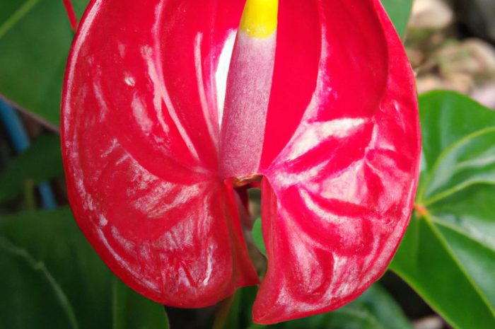 Anturium – poradnik uprawy rośliny