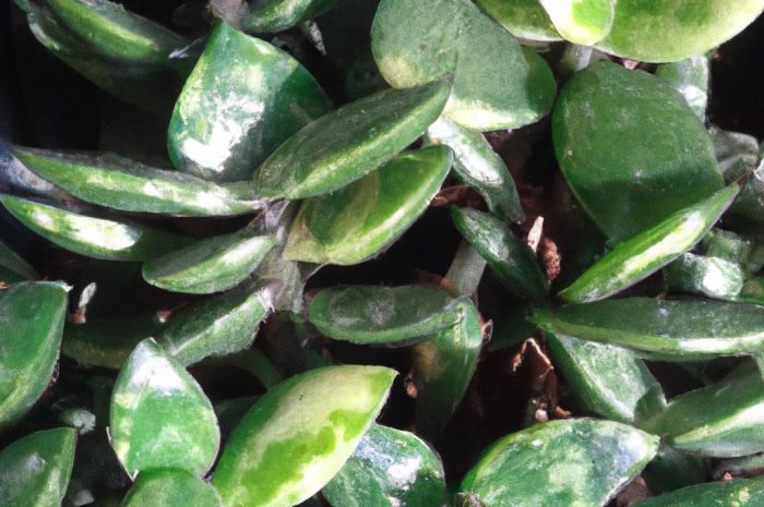 Aralia – poznaj bliżej ten wyjątkowy rodzaj roślin