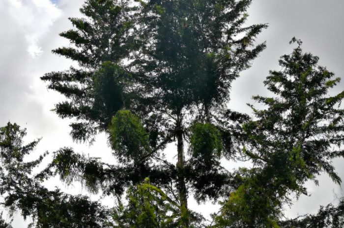 Araukaria wyniosła – ciekawa roślina ozdobna