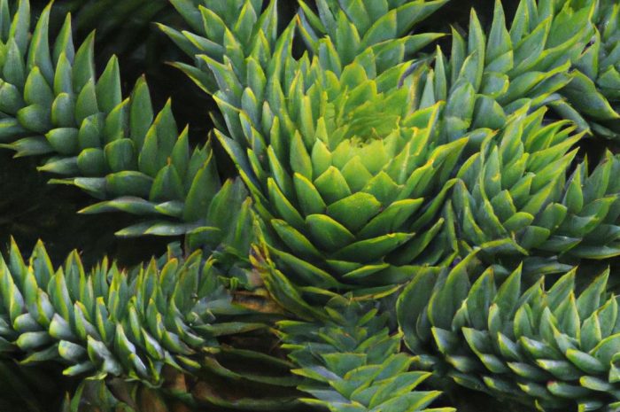 Araukaria – czy uprawa małpiego drzewa jest możliwa w Polsce? Co musisz wiedzieć, nim zaczniesz uprawiać araucaria araucana?