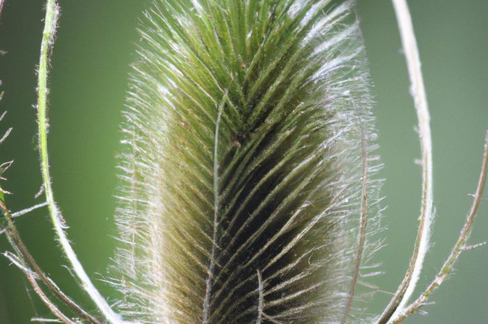 Arcydzięgiel – cenna roślina o leczniczych właściwościach