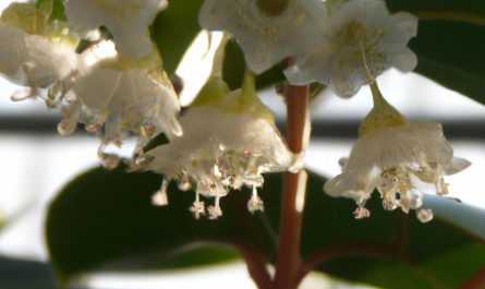Agawa – łatwa w uprawie roślina do domu i ogrodu