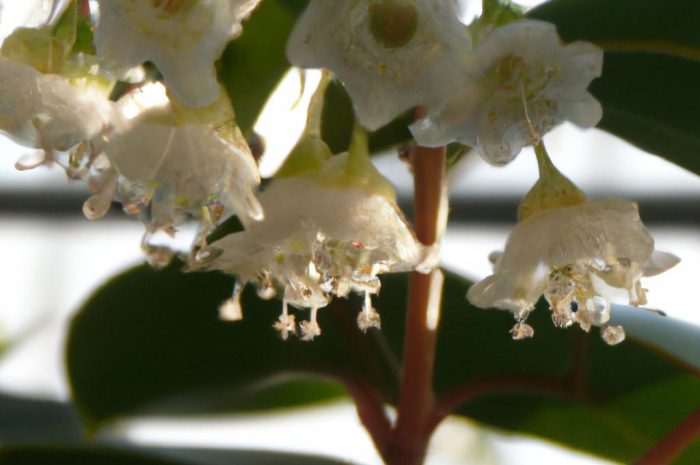 Ardizja karbowana – uprawa, pielęgnacja i rozmnażanie. Czym charakteryzuje się ardizja drzewiasta?