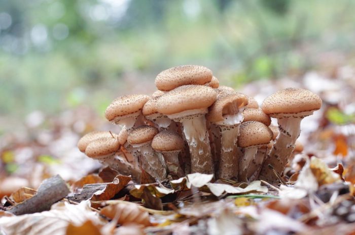 Armillaria ostoyae, zwany opieńką ciemną – charakterystyka gatunku