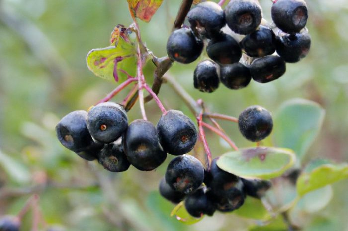 Aronia. Kiedy zbiory? Jak wyglądają dojrzałe owoce aronii?