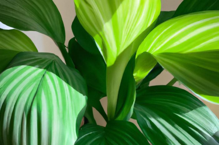 Aspidistra wyniosła – roślina idealna dla początkujących