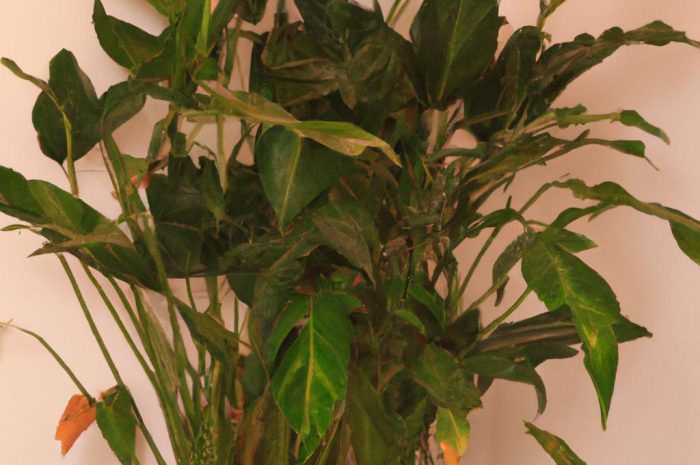 Aspidistra wyniosła – wskazówki dotyczące wymagań, pielęgnacji i uprawy egzotycznych roślin doniczkowych