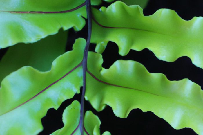 Asplenium – niezwykła paproć lubiąca cień. Zasady uprawy zanokcicy