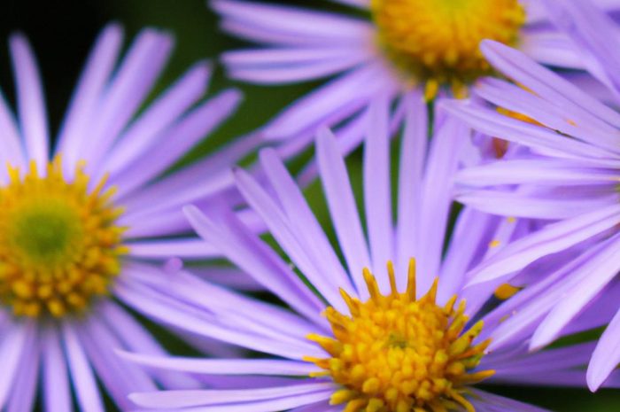 Aster alpejski (Aster alpinus) – charakterystyka, pielęgnacja i uprawa. Jak sadzić tę roślinę?