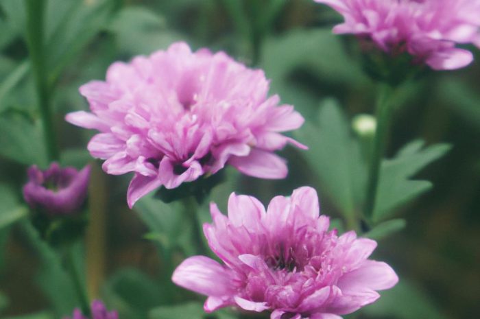 Aster chiński (Callistephus chinensis) – uprawa, wymagania, odmiany. Jak pielęgnować ten oryginalny kwiat?