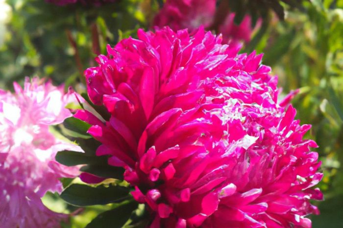 Aster krzaczasty – uprawa i pielęgnacja odmiany Aster dumosus