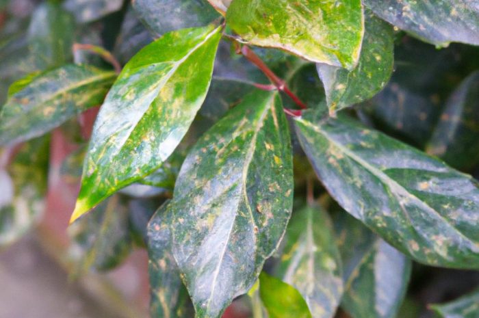 Aukuba japońska (Aucuba japonica) – uprawa efektownego krzewu