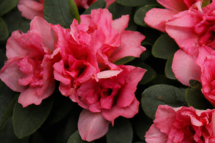Azalia w domu i w ogrodzie. Zasady uprawy