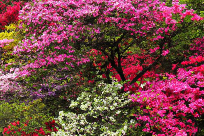 Azalia wielkokwiatowa – jak wygląda jej uprawa w ogrodzie? Sprawdź, jak o nią zadbać, by pięknie kwitła!