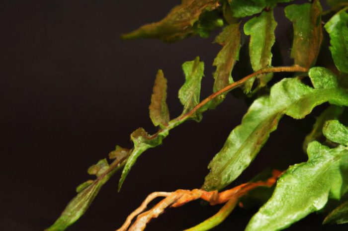 Bagno zwyczajne – oryginalny krzew o leczniczej mocy