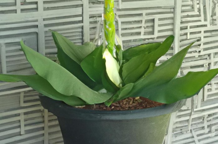 Bakopa – zimowanie rośliny