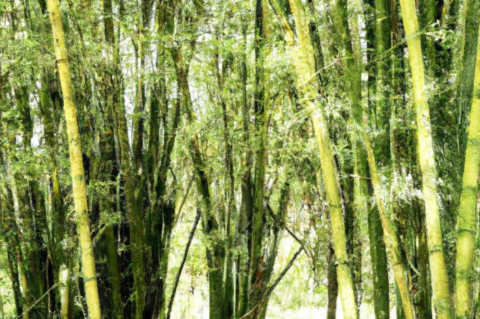 Bambus ogrodowy – opis, uprawa, pielęgnacja. Orientalny ogród w twoim domu