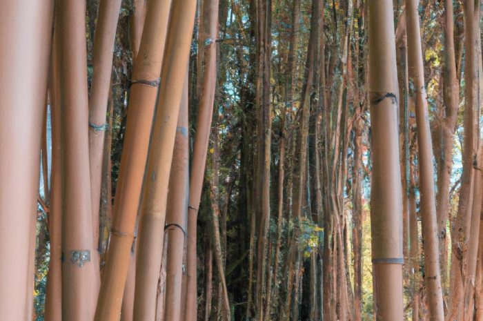 Bambusy w ogrodzie – jakie gatunki są mrozoodporne? Jak je uprawiać?